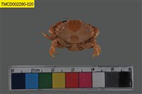 藏品(肉球皺蟹)的圖片